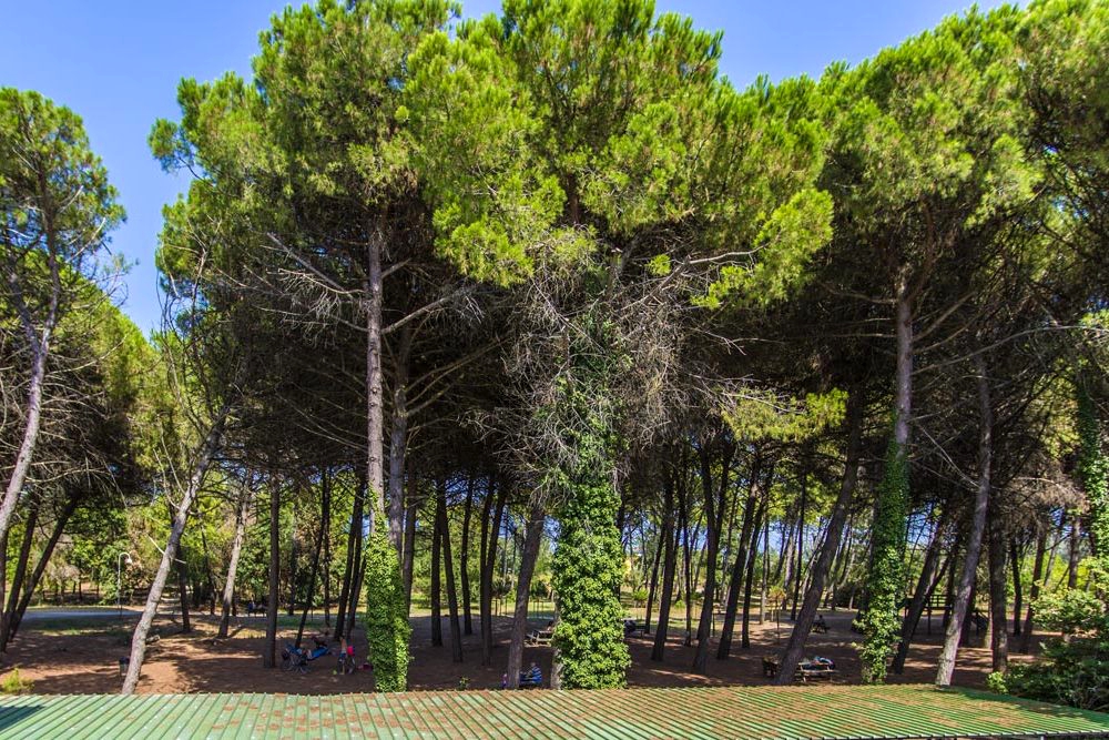 Pineta-vicino-allHotel-Sayonara-Zadina-di-Cesenatico